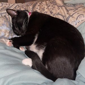 Meet your Posher, Malak